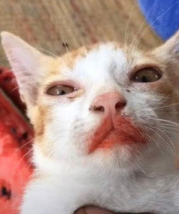 Meet your Posher, Gracelyn